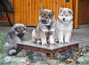 可爱呆萌小猎犬图片